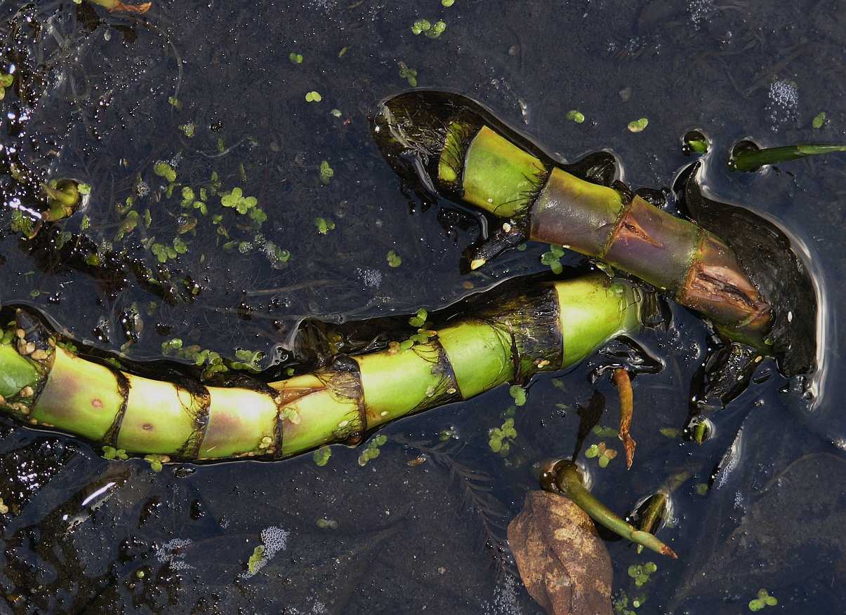 Araceae Calla palustris