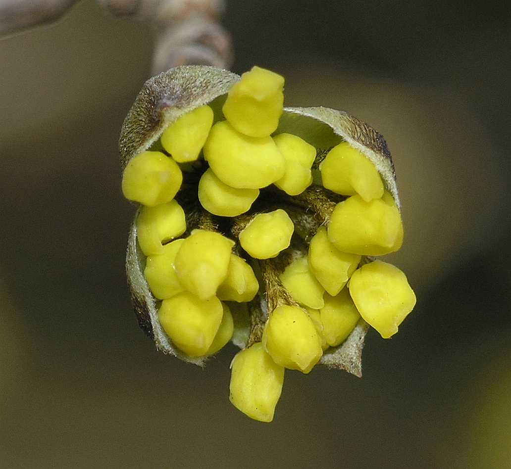 Cornaceae Cornus officinalis