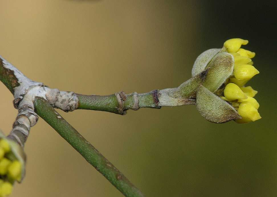 Cornaceae Cornus officinalis