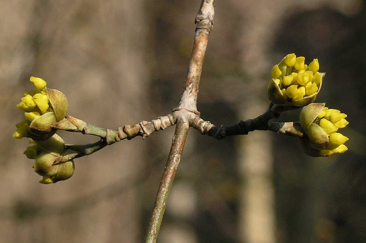 Cornaceae Cornus officinalis
