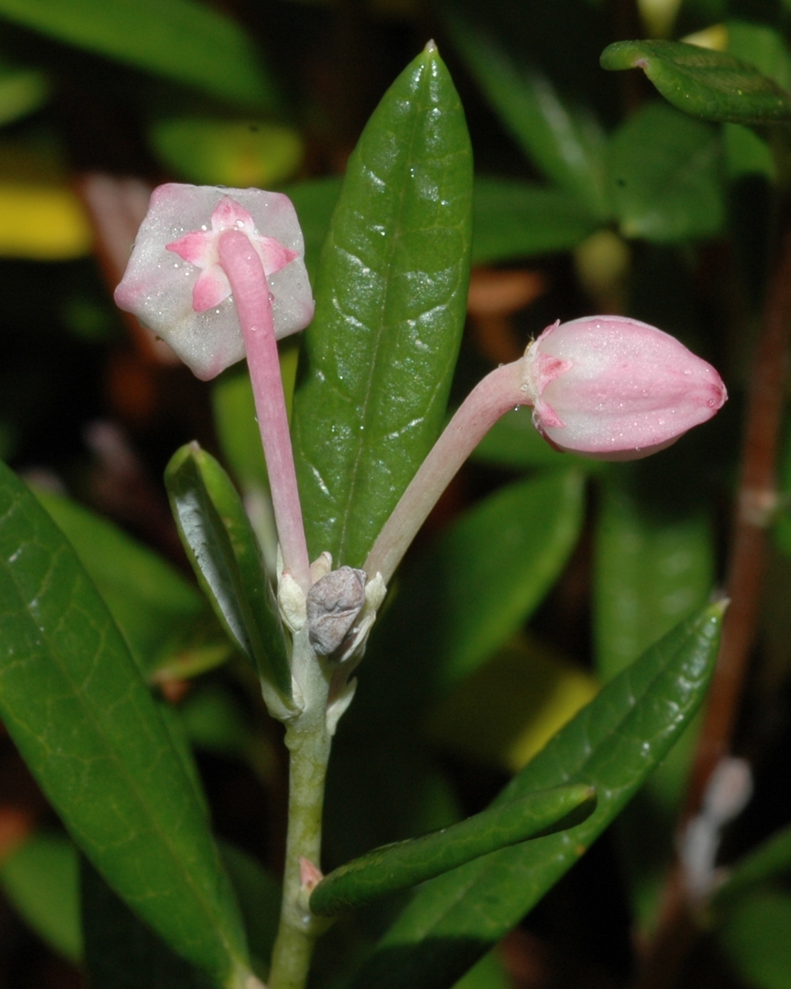 Ericaceae Andromeda polifolia