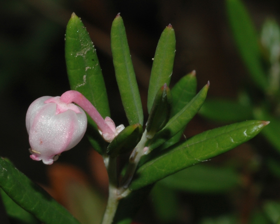 Ericaceae Andromeda polifolia