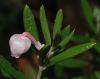 image of Andromeda polifolia