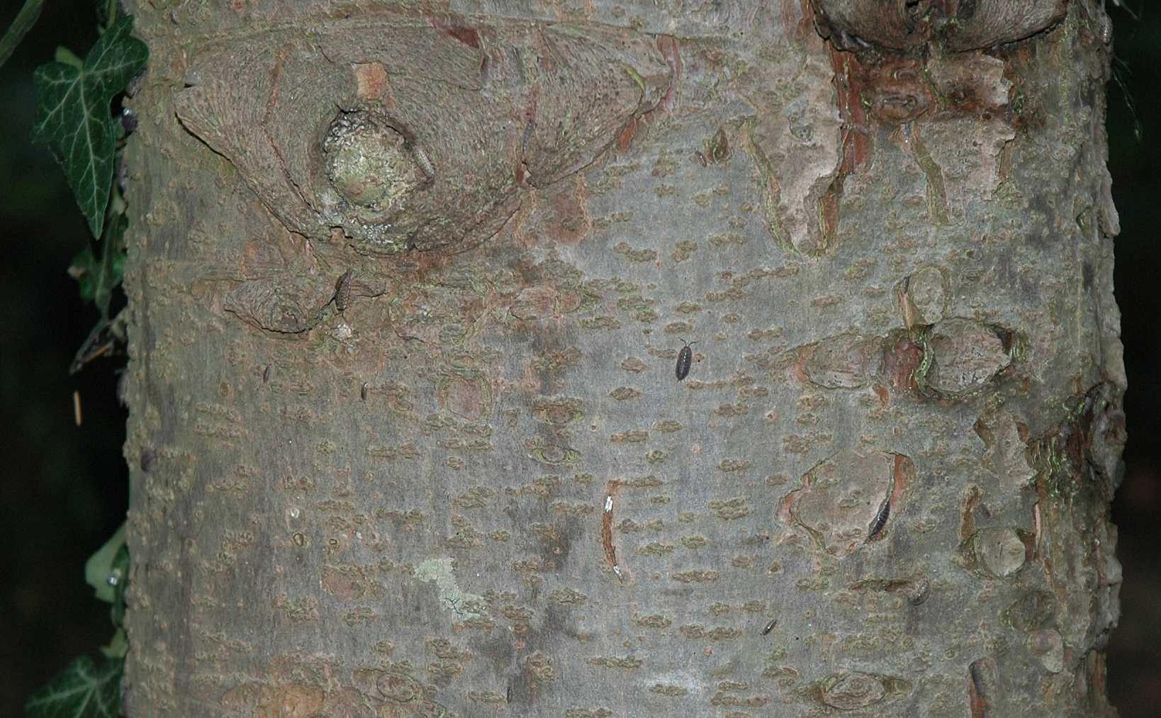 Pinaceae Picea orientalis