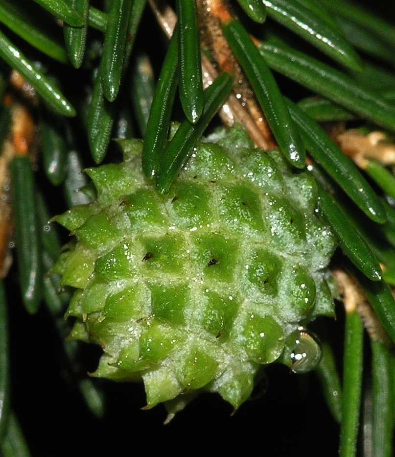 Pinaceae Picea orientalis