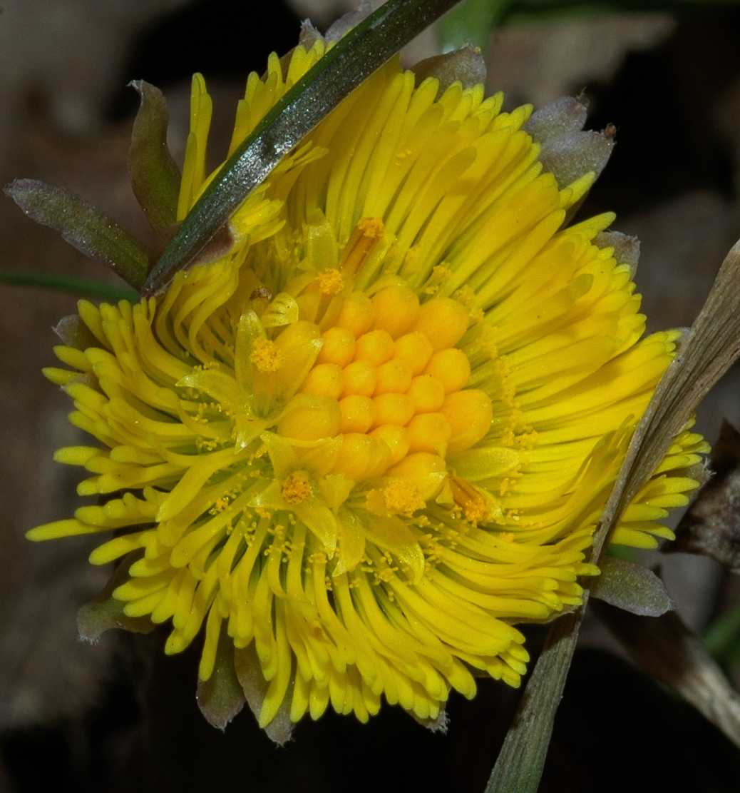 Asteraceae Tussilago farfara