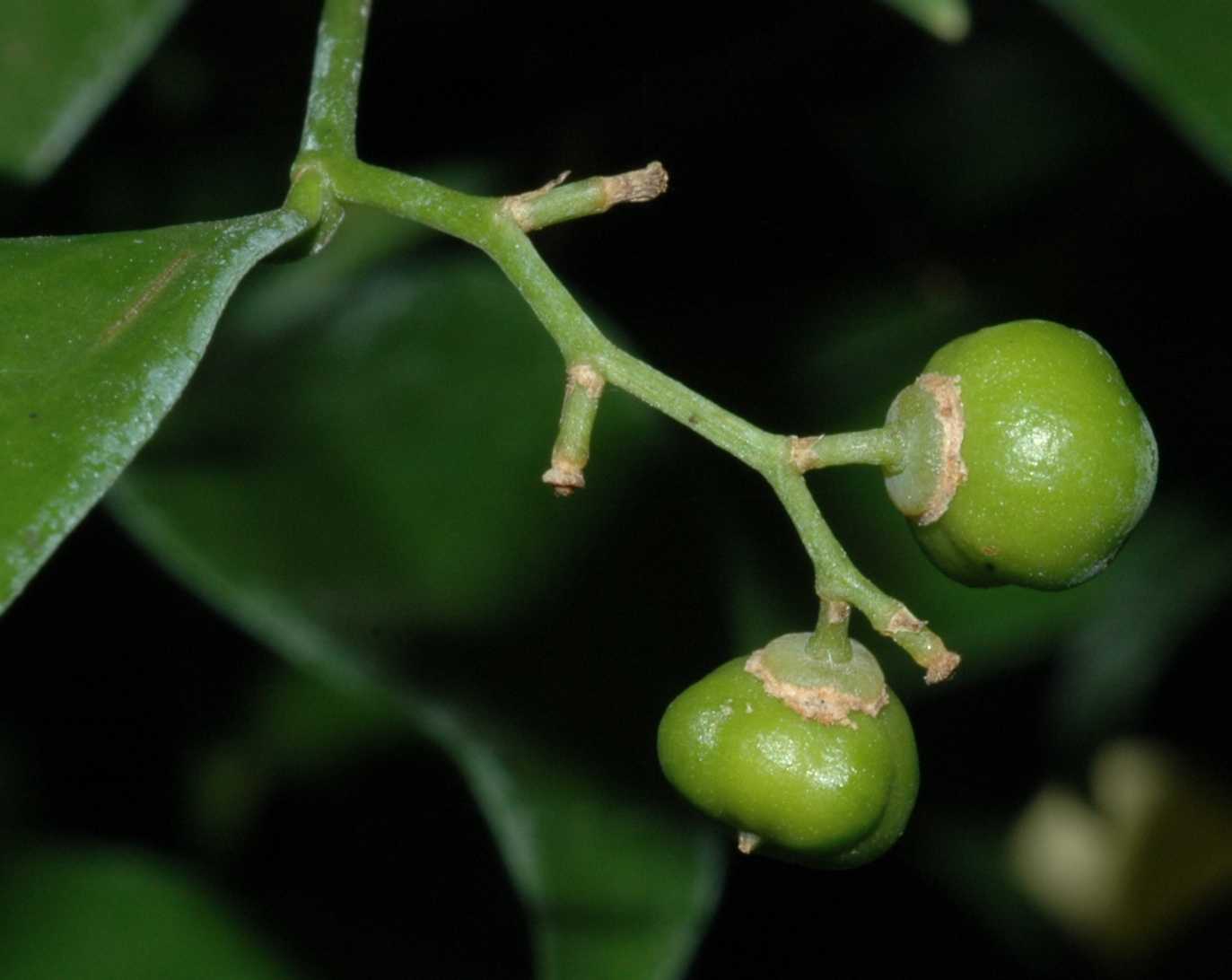 Asparagaceae Danae racemosa