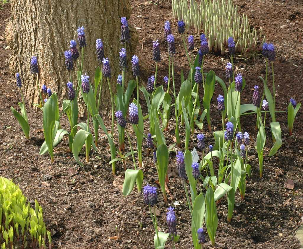 Hyacinthaceae Muscari latifolium