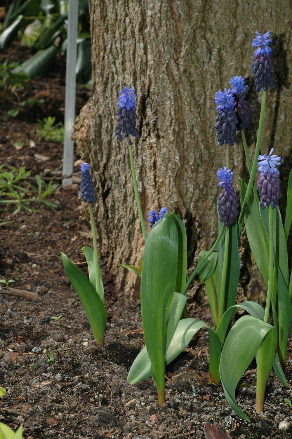 Hyacinthaceae Muscari latifolium