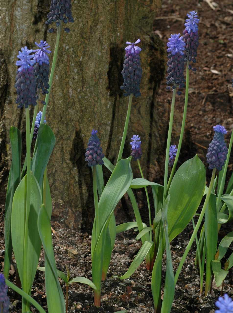 Hyacinthaceae Muscari latifolium