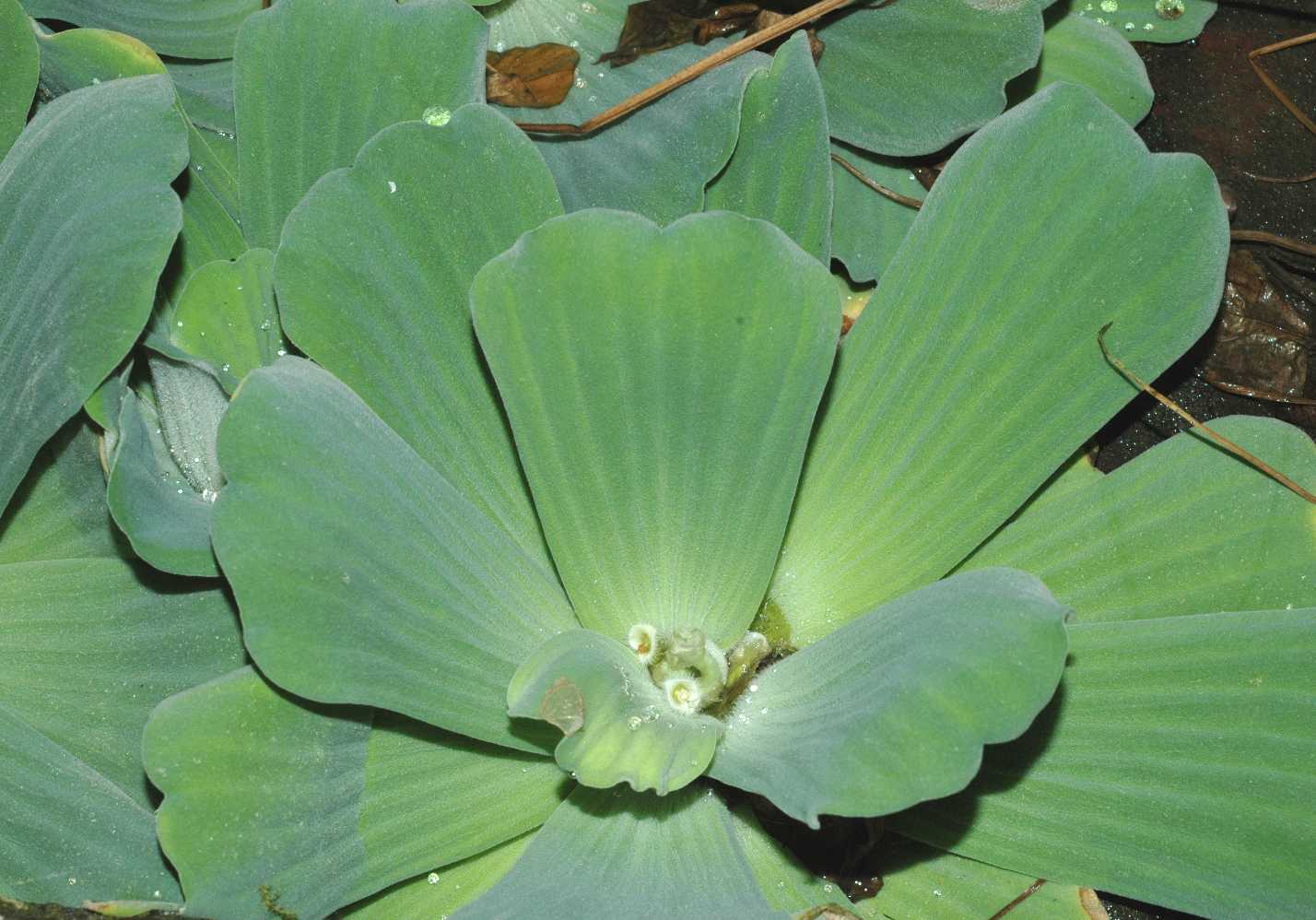 Araceae Pistia stratiotes
