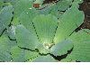 image of Pistia stratiotes