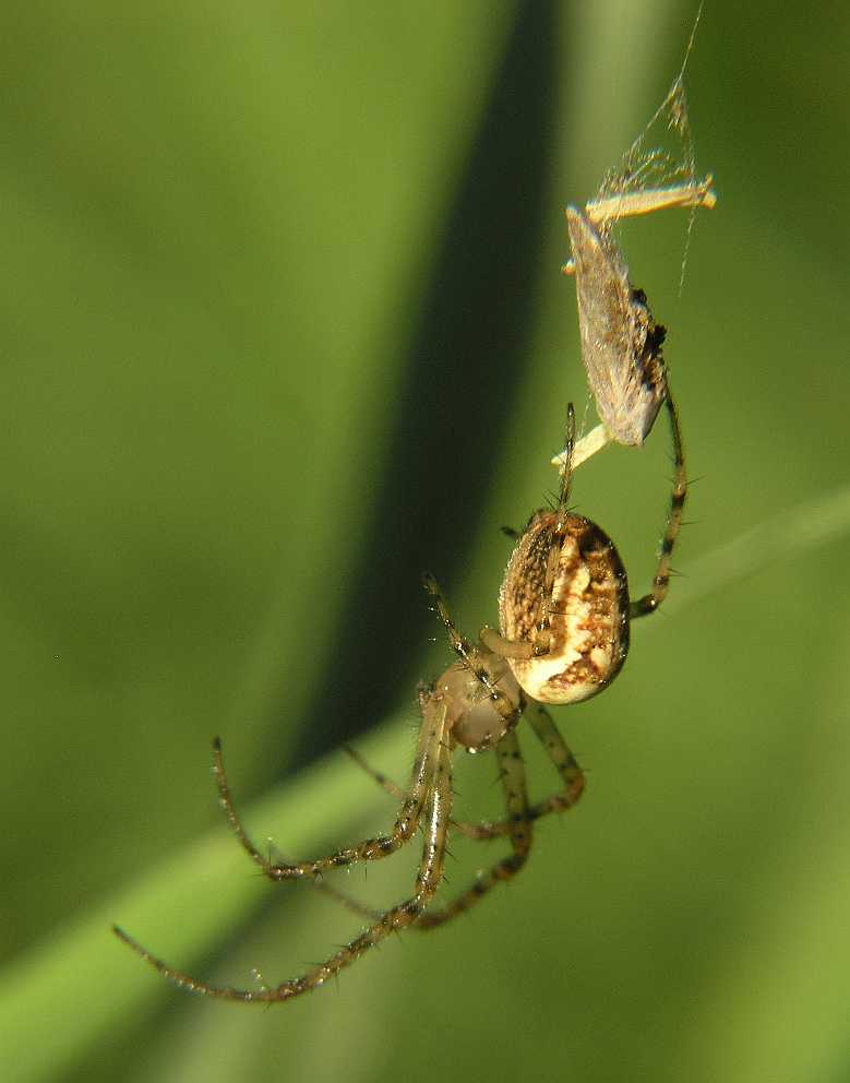 Theridiidae  