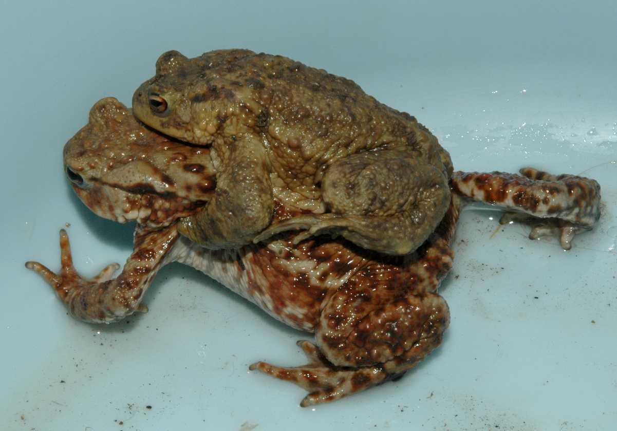 Bufonidae Bufo Bufo