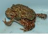 image of Bufo Bufo