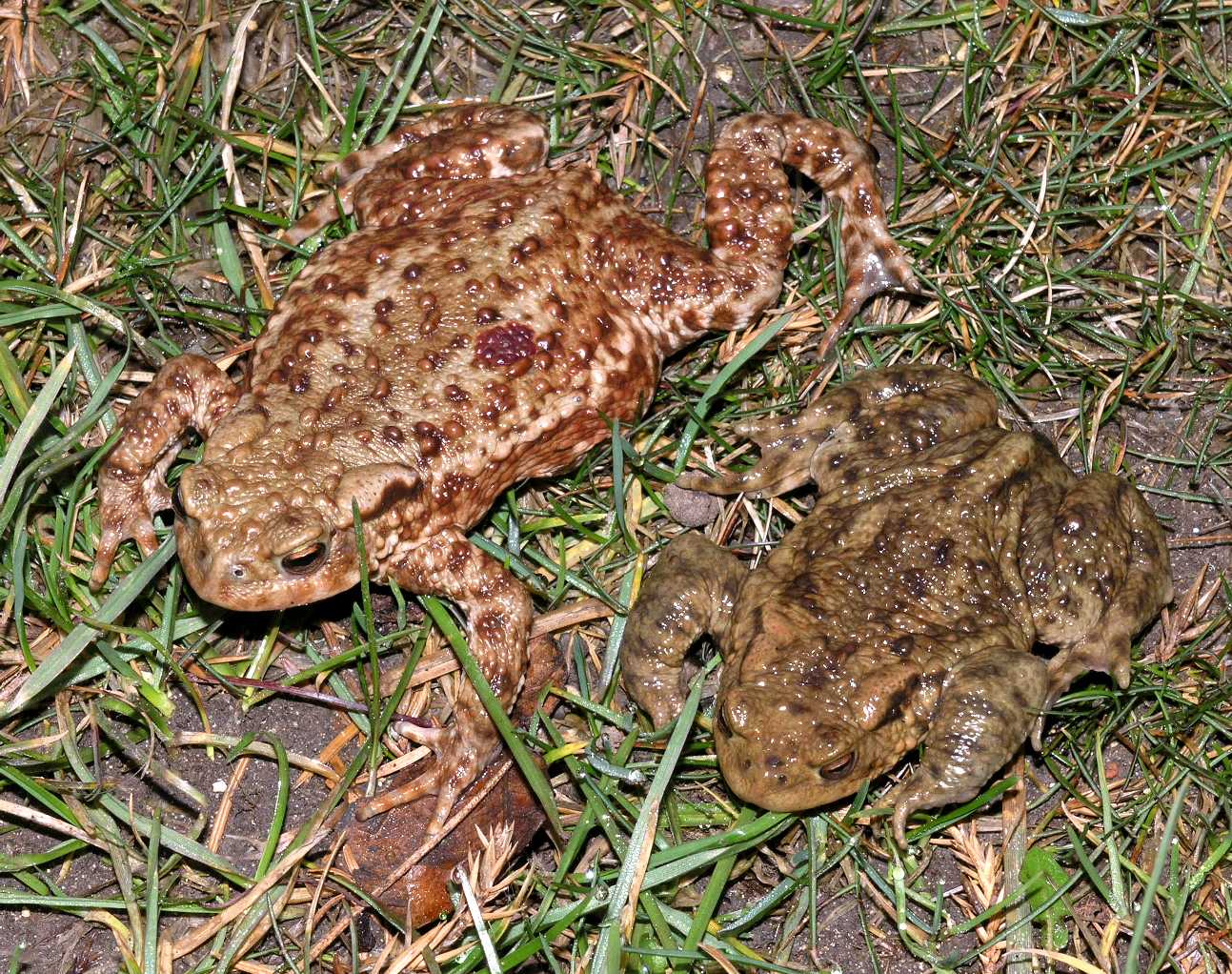 Bufonidae Bufo Bufo