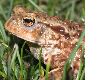 image of Bufo Bufo