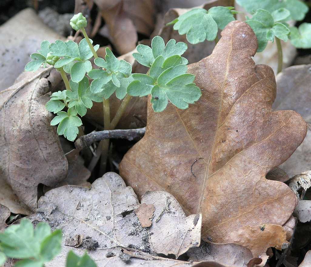 Adoxaceae Adoxa moschatellina