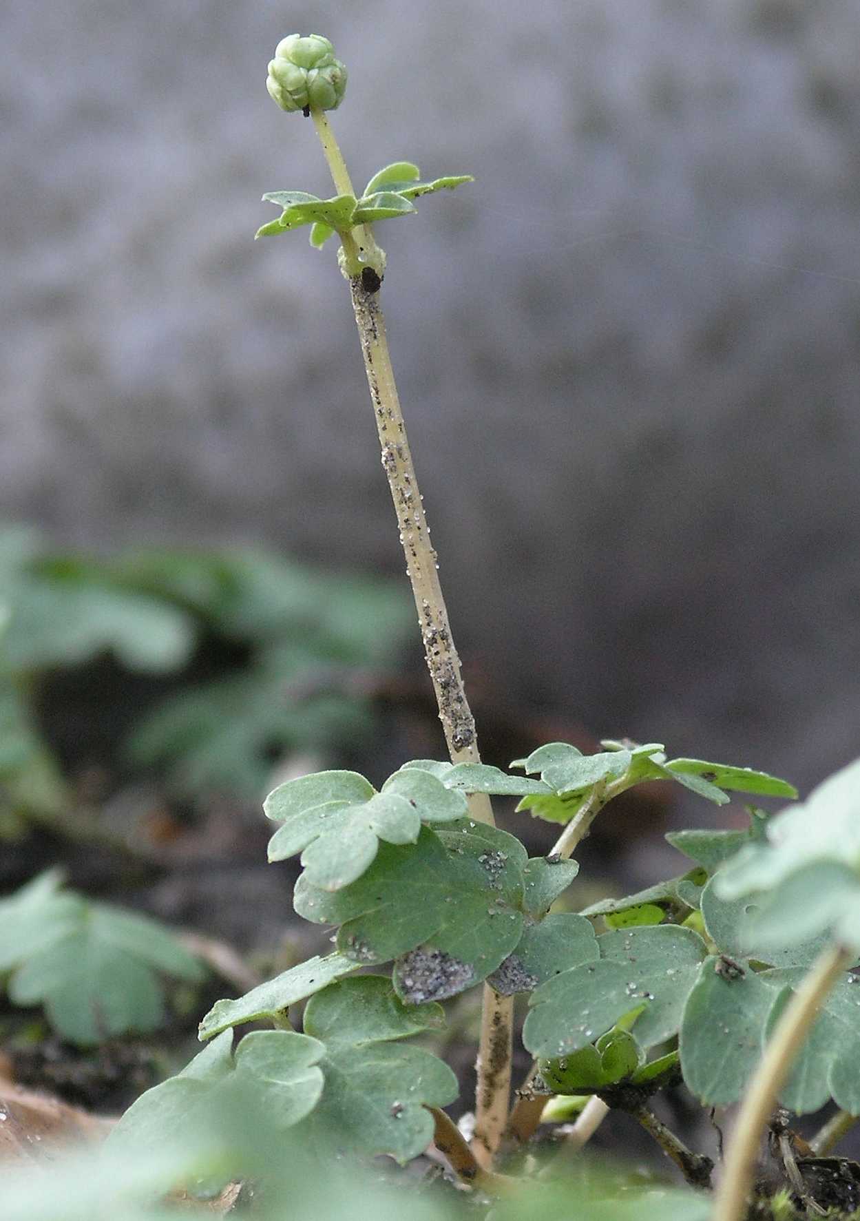 Adoxaceae Adoxa moschatellina