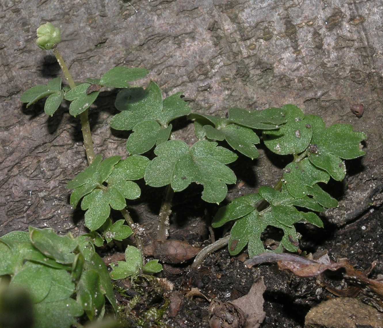 Adoxaceae Adoxa moschatellina