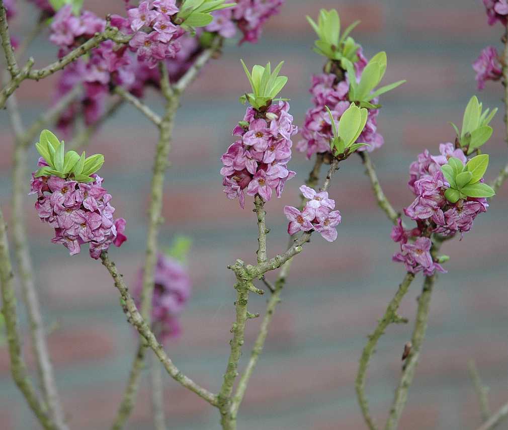 Thymelaeaceae Daphne mezereum