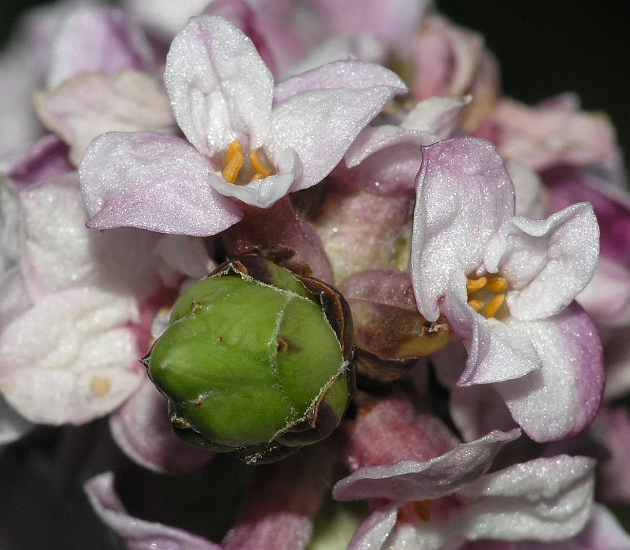 Thymelaeaceae Daphne mezereum