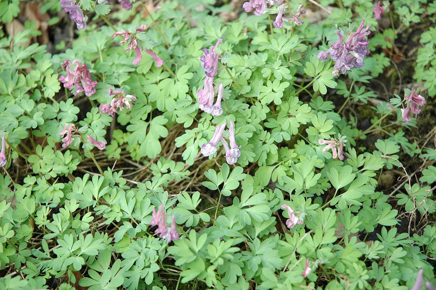 Papaveraceae Corydalis solida