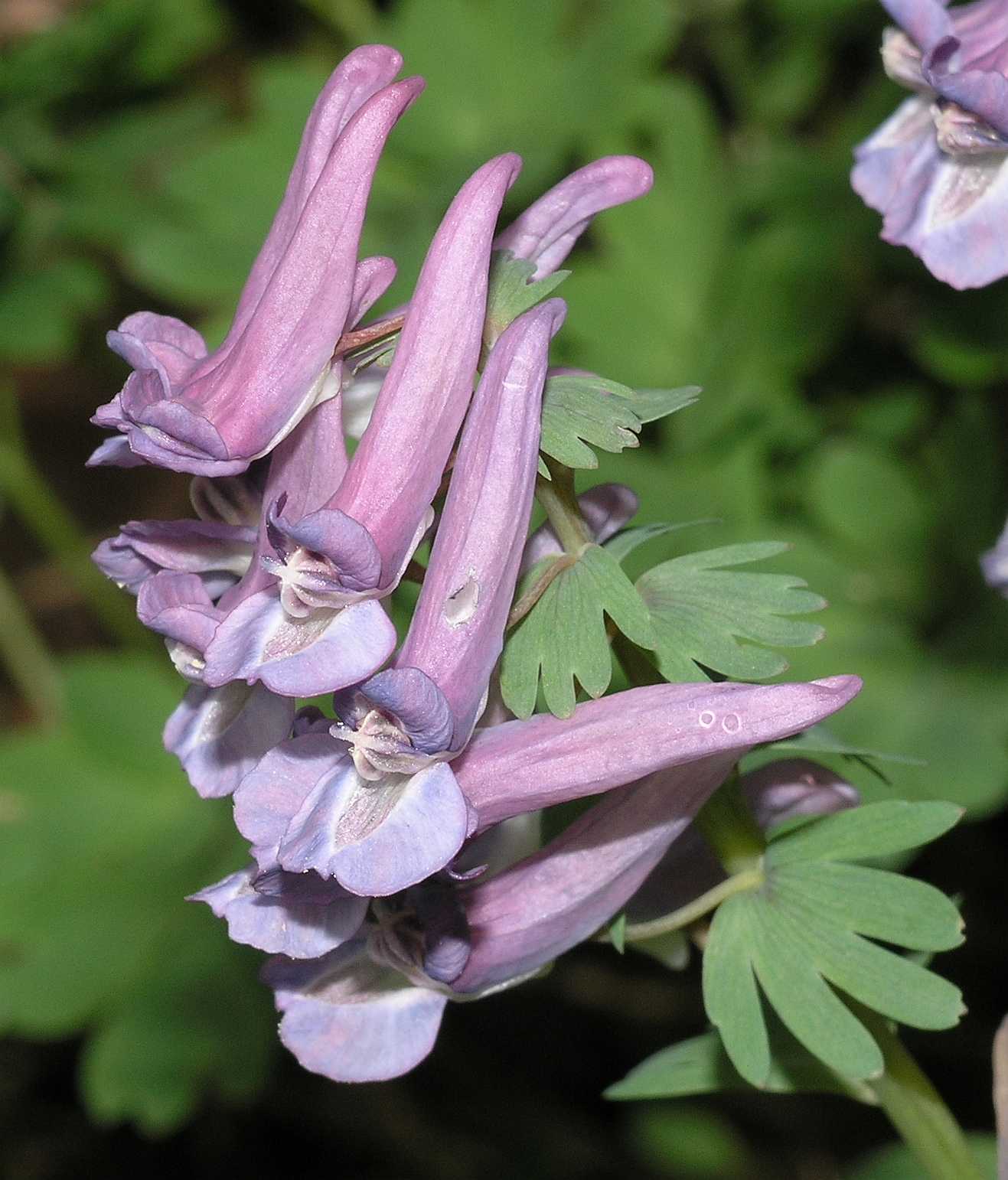 Papaveraceae Corydalis solida