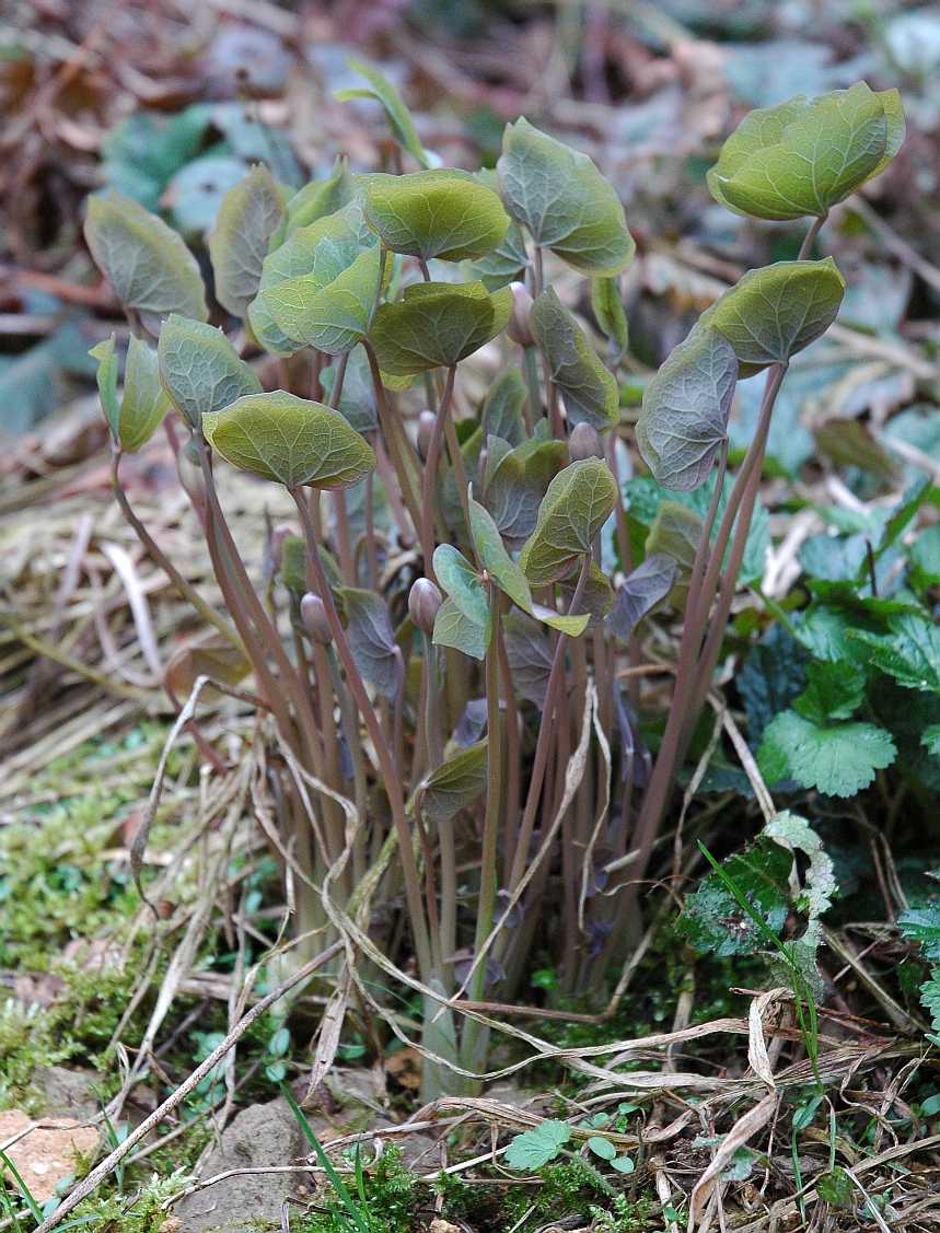 Berberidaceae Jeffersonia diphylla