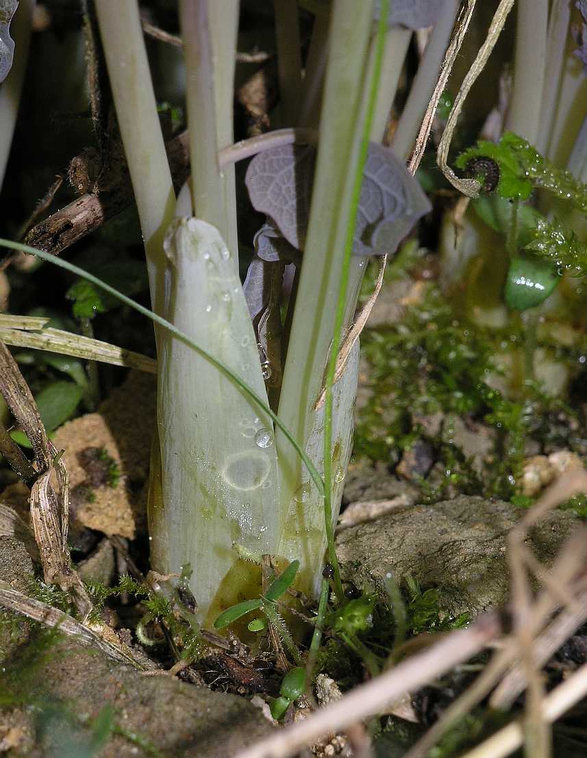 Berberidaceae Jeffersonia diphylla