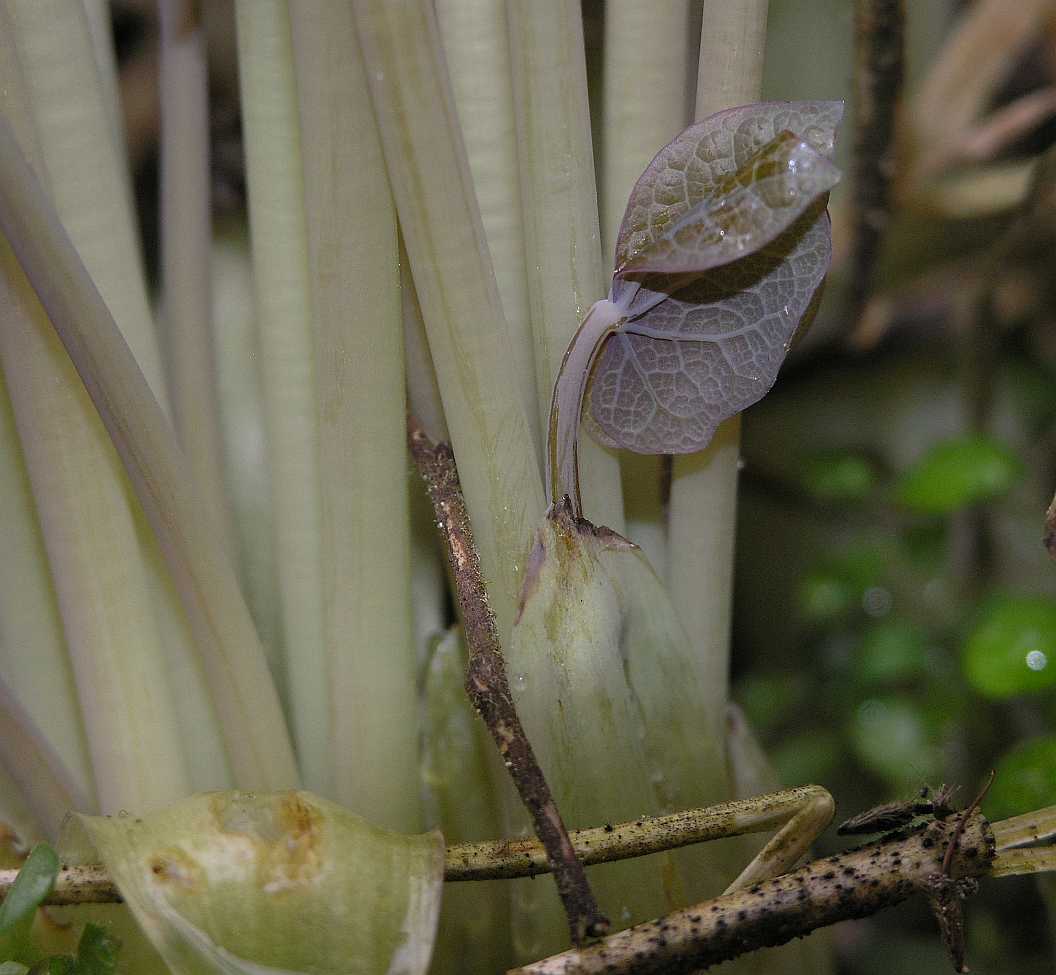 Berberidaceae Jeffersonia diphylla