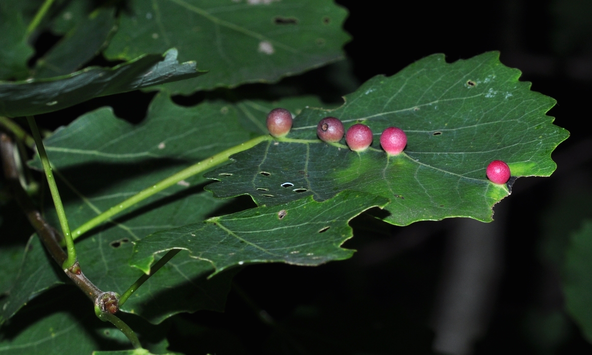 Cecidomyiidae Harmandia 