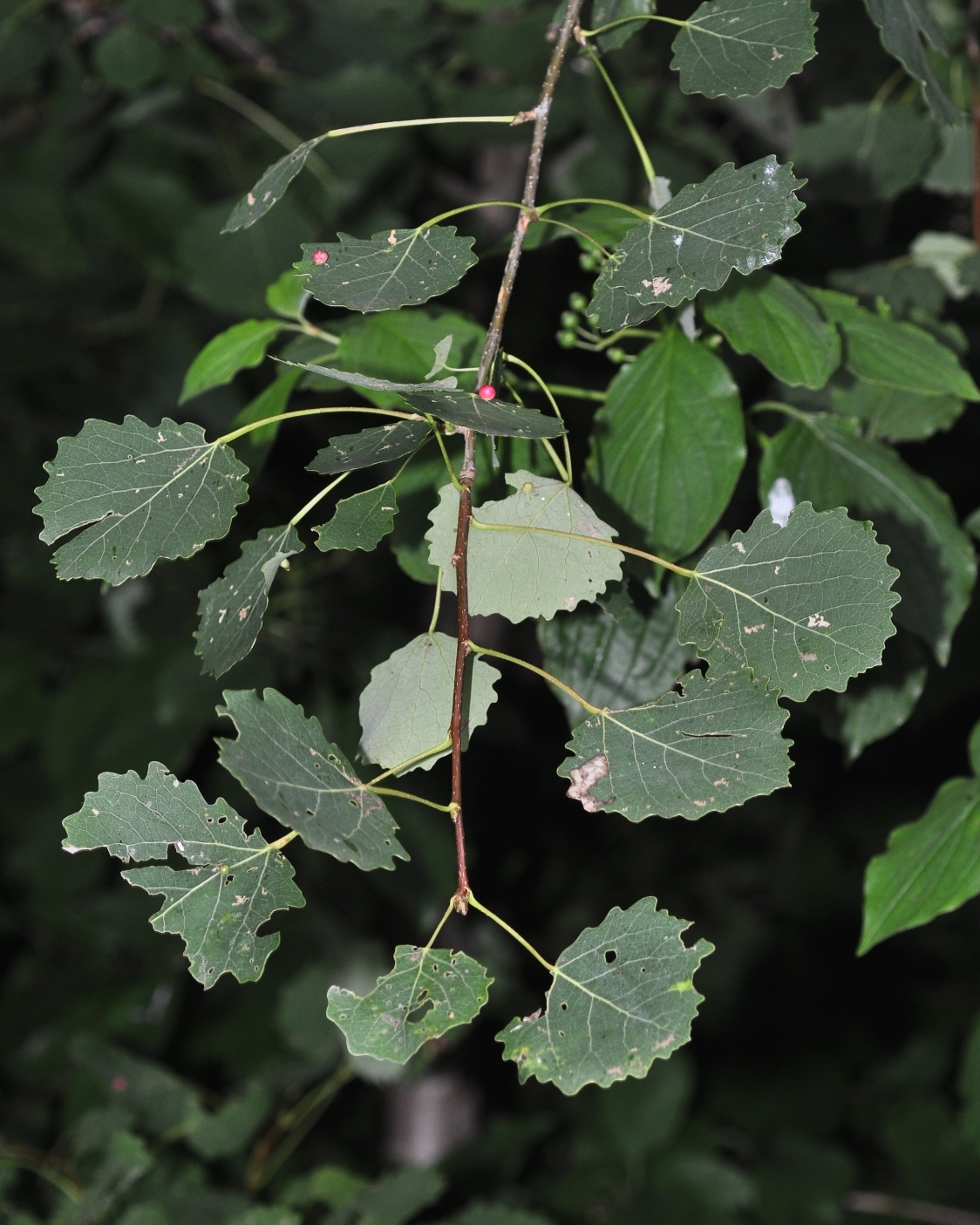 Cecidomyiidae Harmandia 