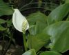image of Calla palustris