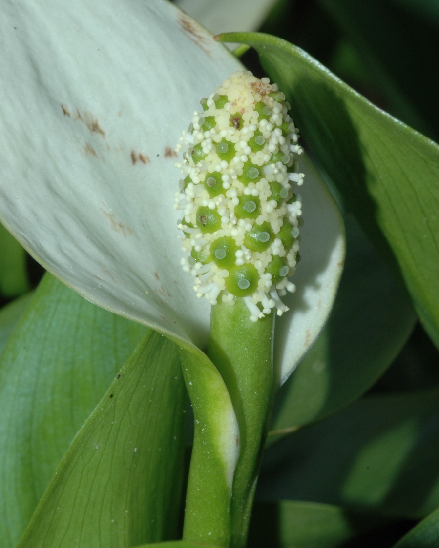 Araceae Calla palustris