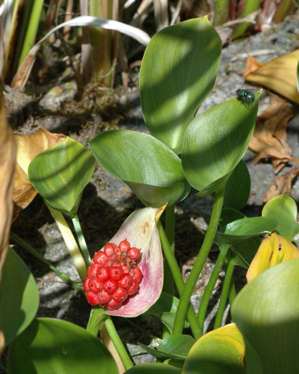 Araceae Calla palustris