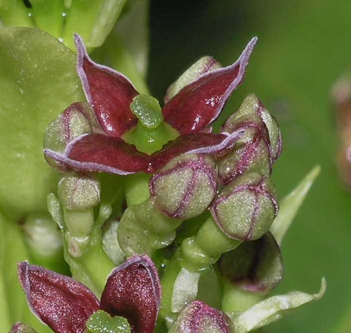 Aucubaceae Aucuba japonica