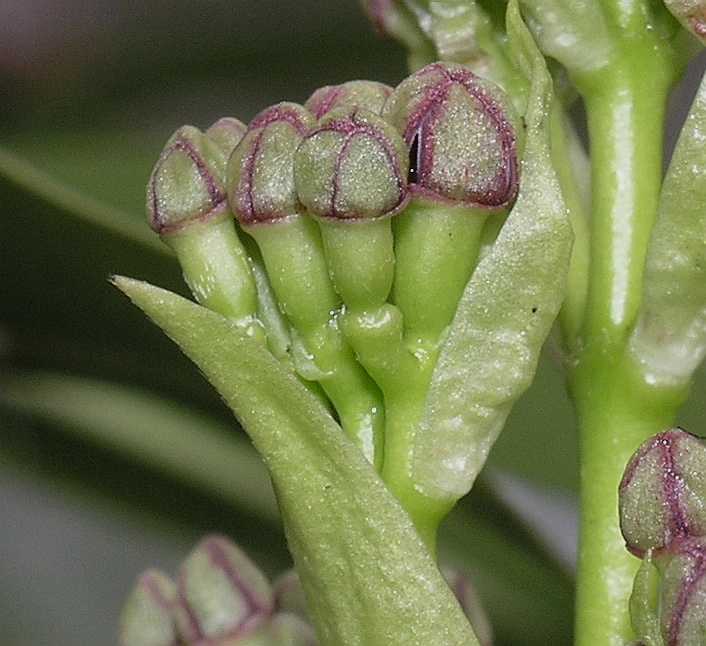 Aucubaceae Aucuba japonica