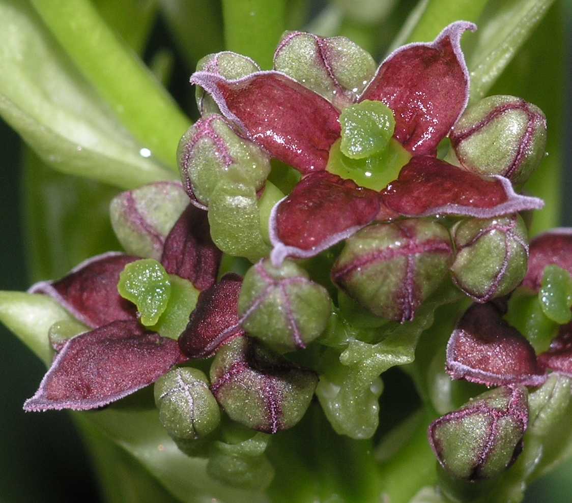Aucubaceae Aucuba japonica
