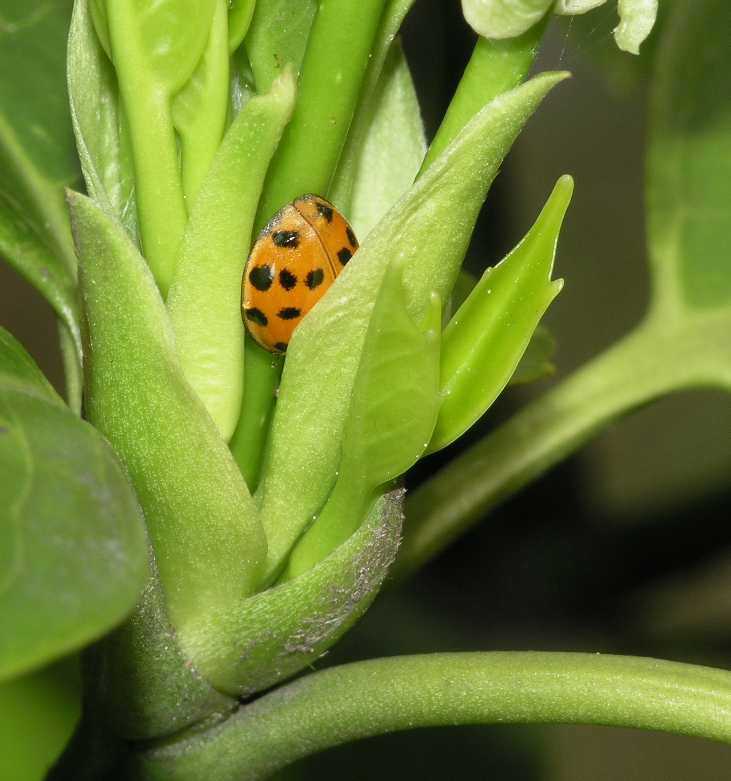 Coccinellidae Harmonia axyridis