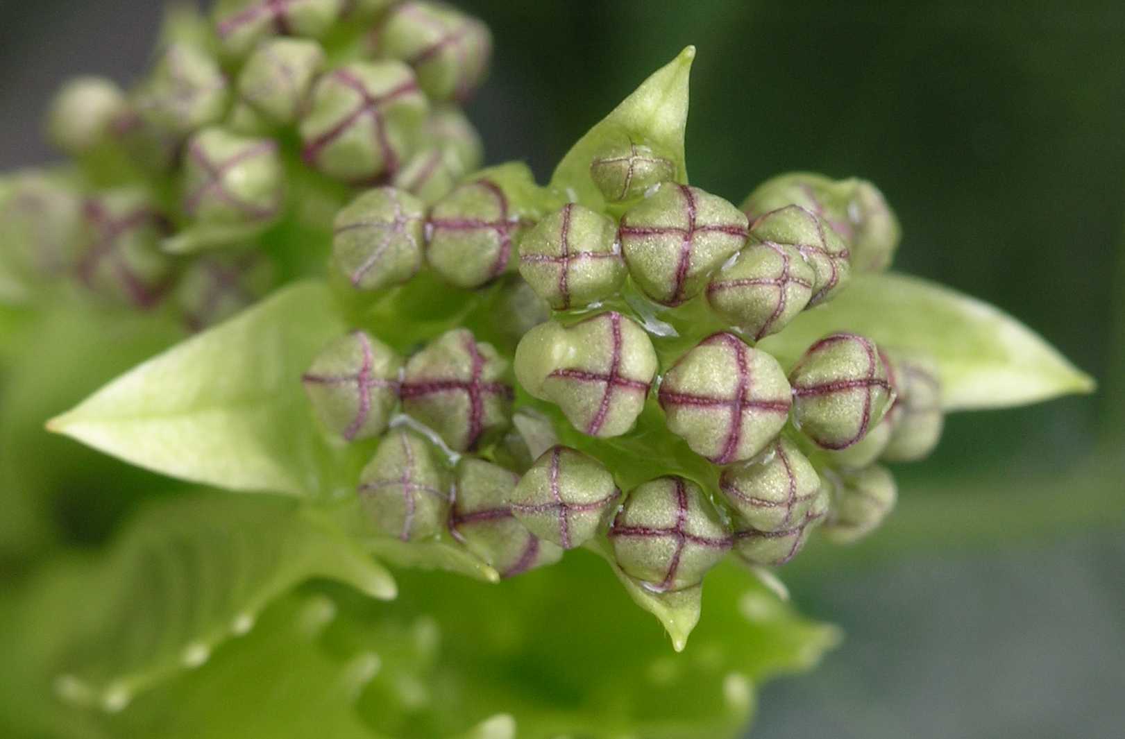 Aucubaceae Aucuba japonica