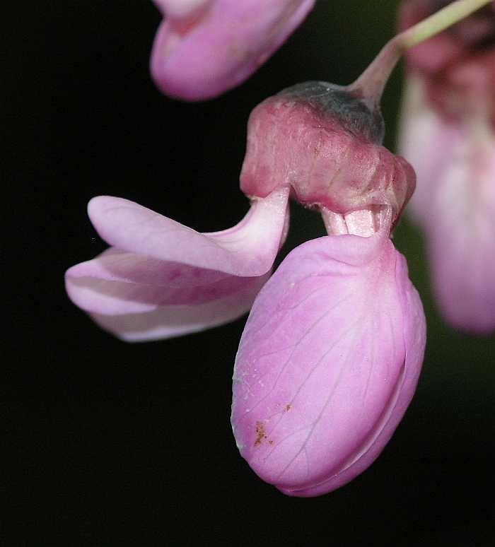 Fabaceae Cercis siliquastrum