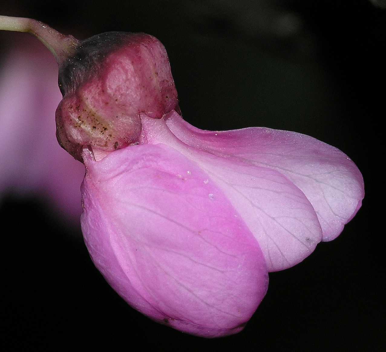 Fabaceae Cercis siliquastrum