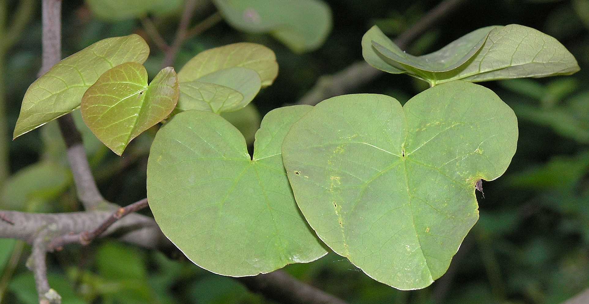 Fabaceae Cercis siliquastrum