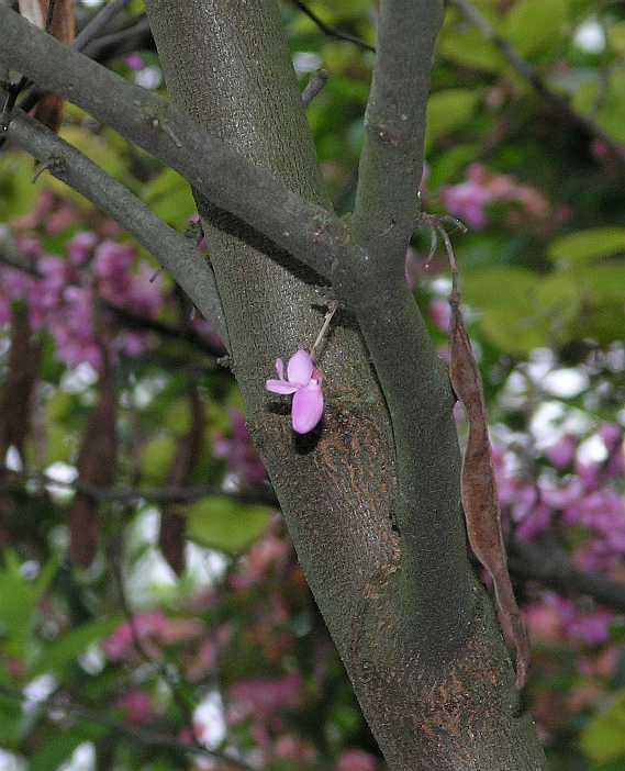 Fabaceae Cercis siliquastrum