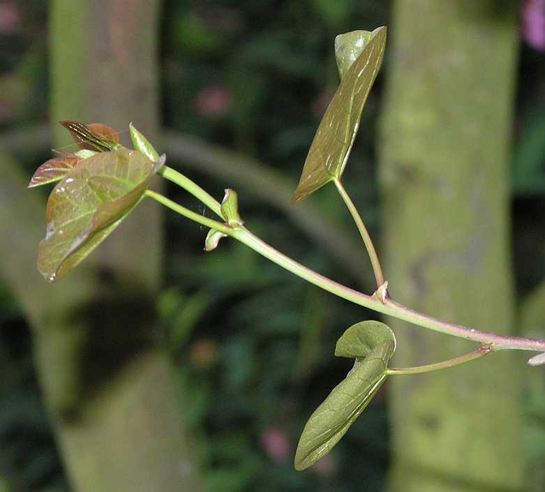 Fabaceae Cercis siliquastrum