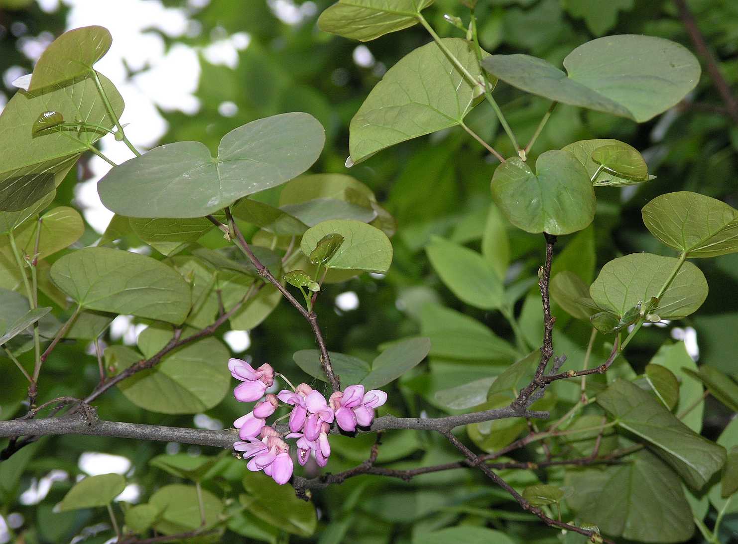 Fabaceae Cercis siliquastrum