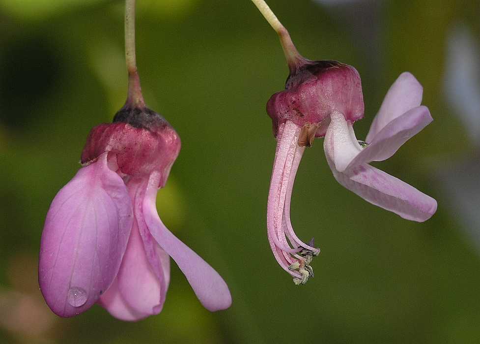 Fabaceae Cercis siliquastrum