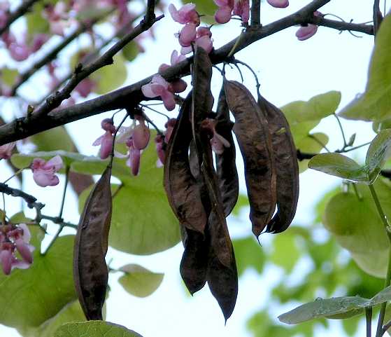 Fabaceae Cercis siliquastrum