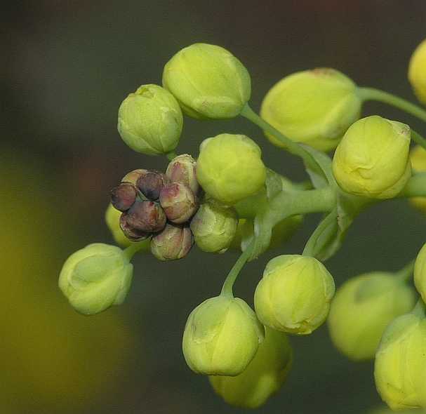 Berberidaceae Mahonia 